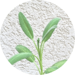 セアルニカ花ージ